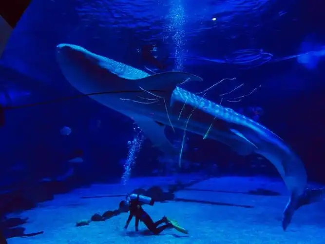 打卡烟台鲸鲨馆