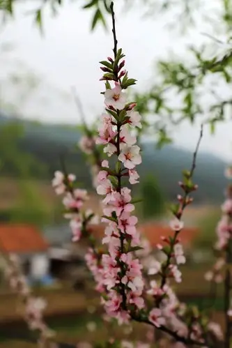 花开的时候你就来看我(山野田园野花)系列摄影作品欣赏
