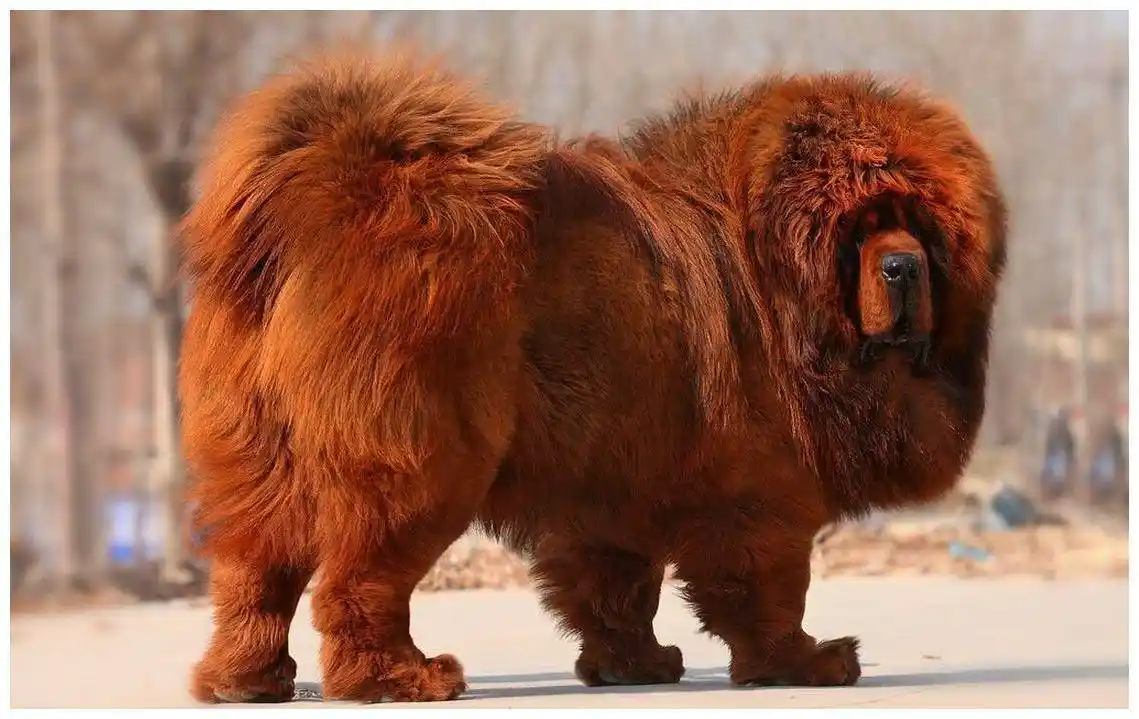 如果把10只藏獒放在非洲草原上,它们能存活30天吗?_手机搜狐网