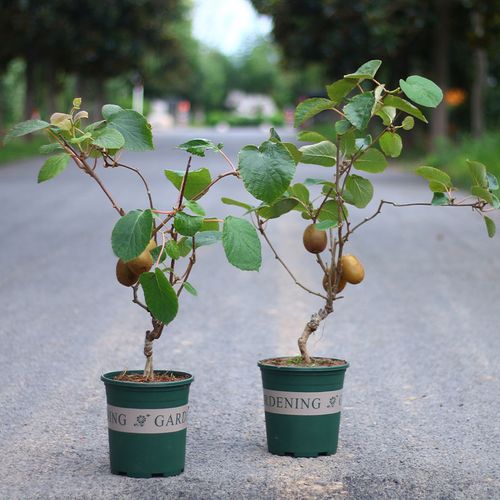 猕猴桃苗盆栽地栽 嫁接猕猴桃树苗 南方北方种植 果树苗当年结果