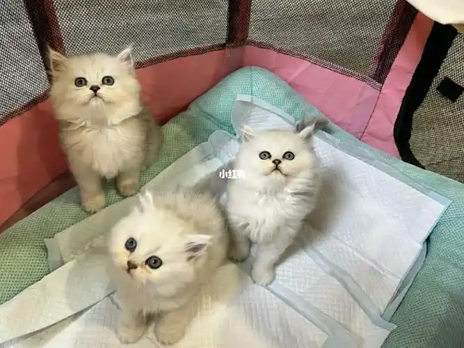 金吉拉 有喜欢的嘛 成都领养价