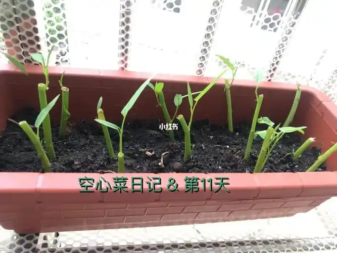 空心菜日记第11天