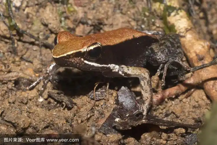 野生特有的棕色曼盖蛙nosy mangabe岛