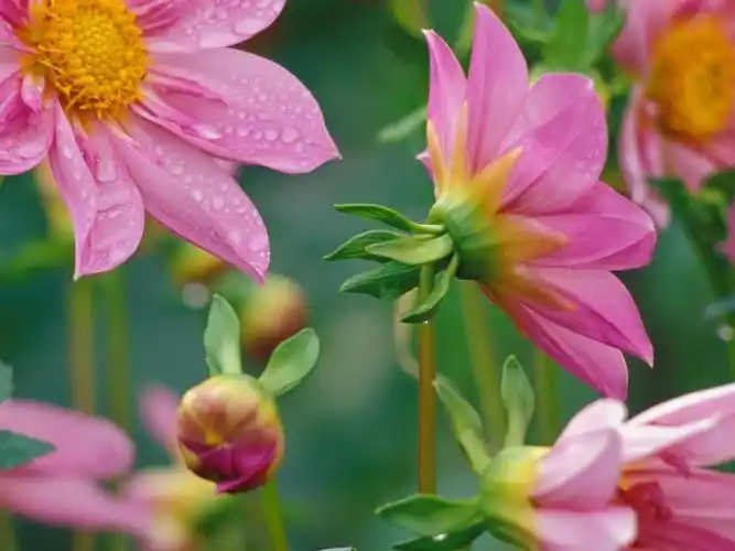 10wallpaper 植物 壁纸 植物摄影微距桌面高清壁纸 >>壁纸下载