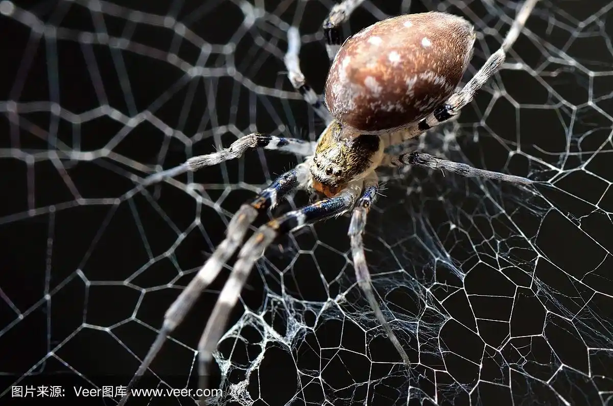 可怕的蜘蛛