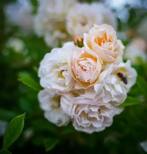 蔷薇,玫瑰花瓣,鲜花