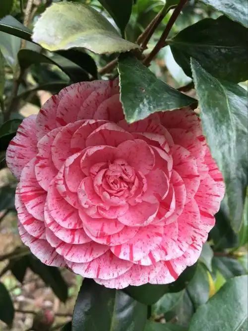 彩赤丹 福建龙岩用永福茶花苗阳台窗台盆栽四季常绿花园高档地栽