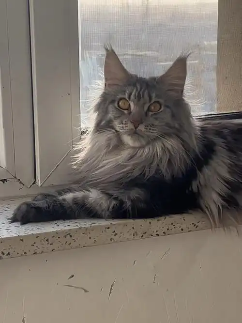 养一只缅因猫的月消费是多少?