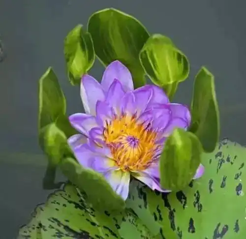 各种名贵荷花,一生难得见一次!实在太美了.