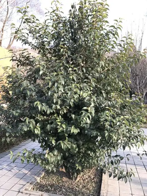 这是啥树???_百度知道