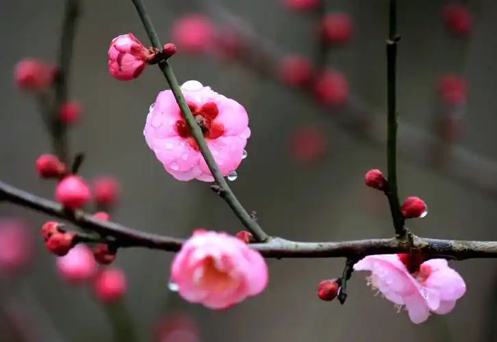 上海梅花悄然绽放_海上_王爱刚_刘昱