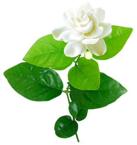 茉莉花