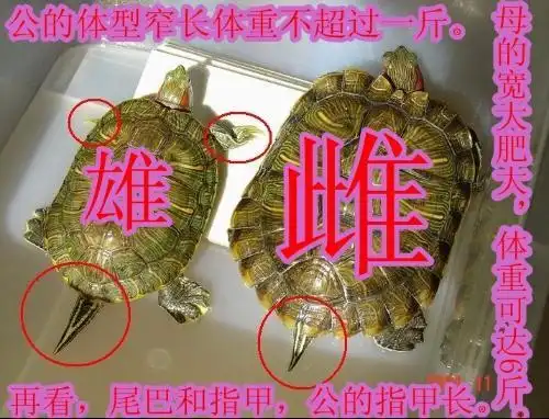 乌龟怎么分公母