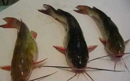 黄颡鱼(pelteobagrus fulvidraco)属鲶形目,鲿科,黄颡鱼属.俗称