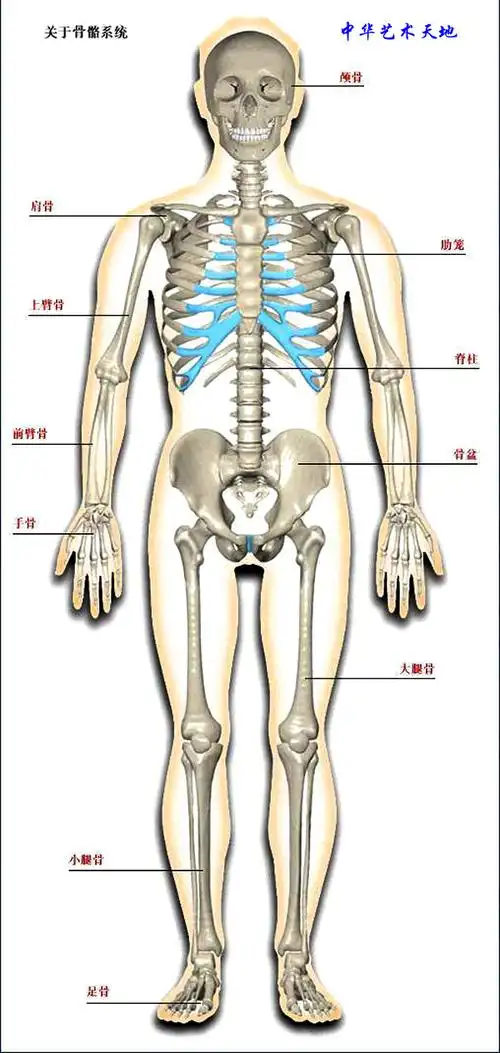 人体结构大型医学图谱