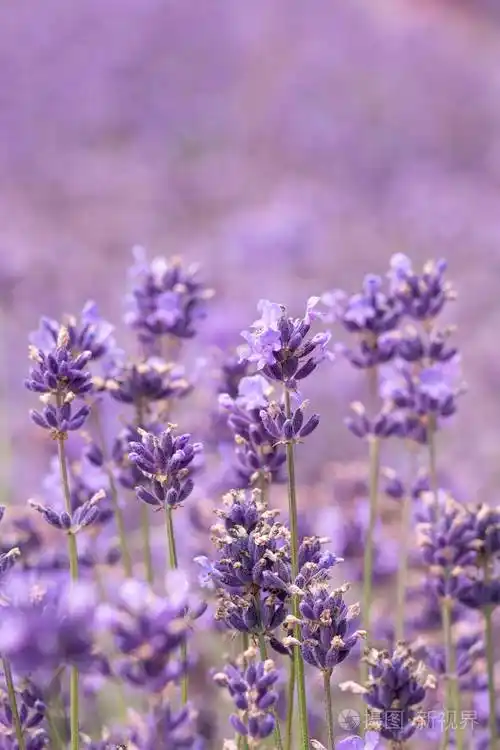 薰衣草地上盛开的薰衣草照片-正版商用图片2n0cvw-摄图新视界