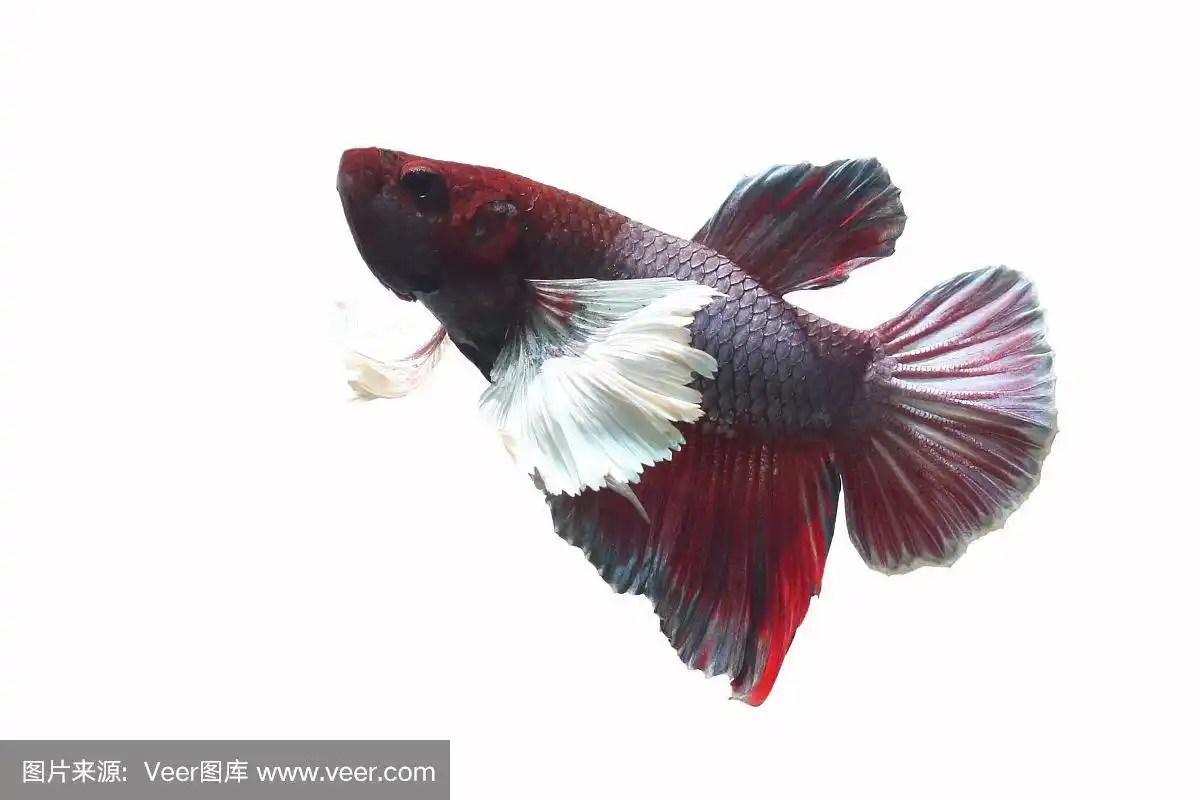 红嘴鱼有白色背景上的白色大耳朵.