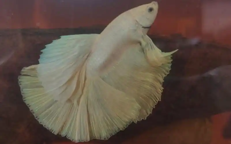 漂亮的泰国斗鱼