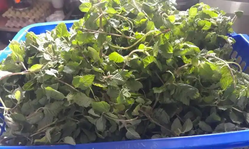 长得像薄荷,用来做凉粉是一绝,民间俗称"烧仙草",晒干15元/斤