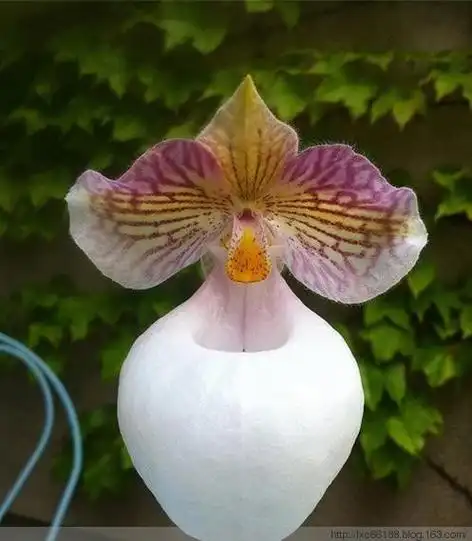 世界上最全的120种奇花异草,估计你没见过! - 理睬 - .