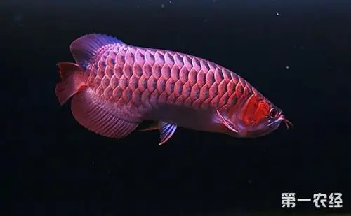 红龙鱼贵还是金龙鱼贵?金龙鱼为什么那么贵?