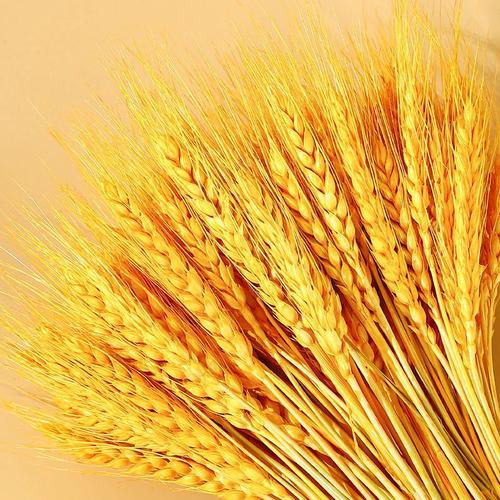 家里什么都可以不摆但一定要摆这个黄金麦穗