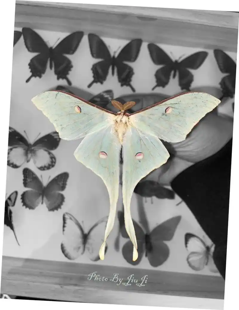 国产美蛾-云南尾大蚕蛾(采自云南曲靖) 云南尾大蚕蛾 .