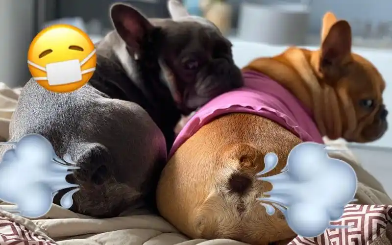 原来狗放屁居然比人还响?你听过放狗屁吗?@油兔不二字幕组