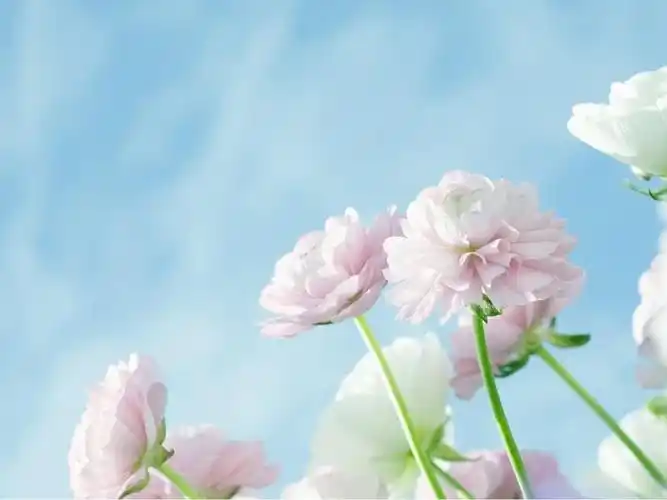 春天的旋律ppt背景图片