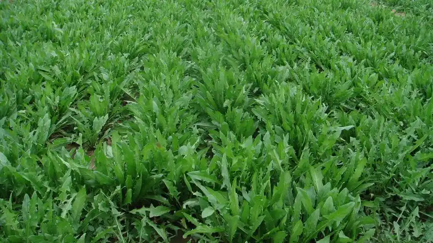 中药材种植影响蒲公英价格走势的3个阶段