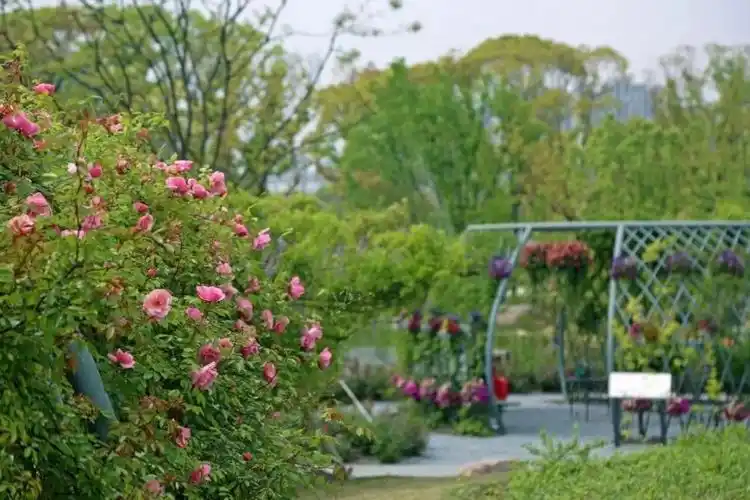在上海植物园的"新优植物"板块,市民可以看到以杂交茶香月季和低维护