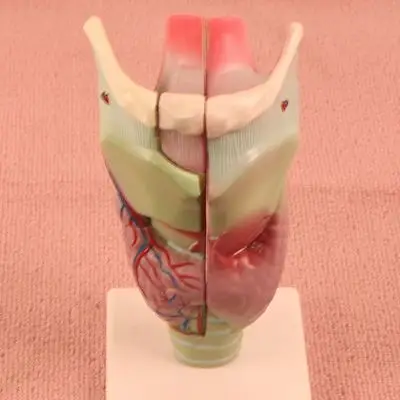 厂家直销 "喉解剖模型"人体科学教具婴幼儿童益智类玩教具