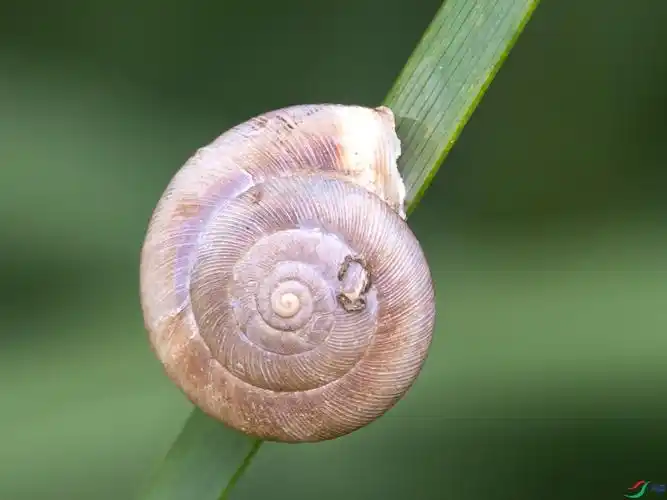 蜗牛
