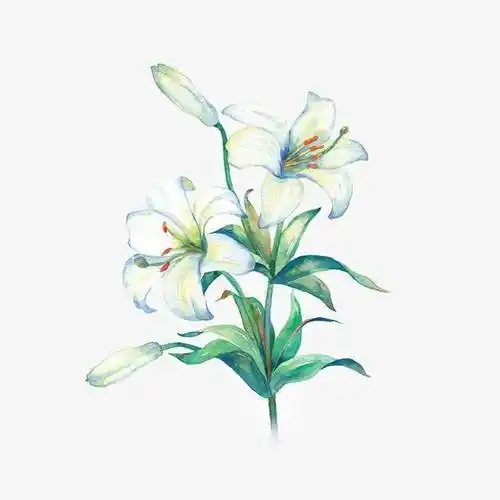 百合花水彩画图片水粉画百合花作品图片