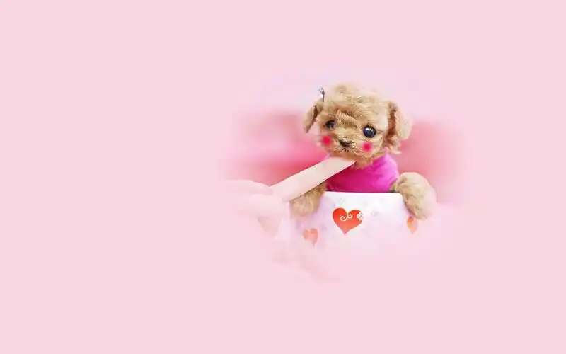 可爱茶杯犬桌面背景图片_可爱壁纸_墨鱼部落格