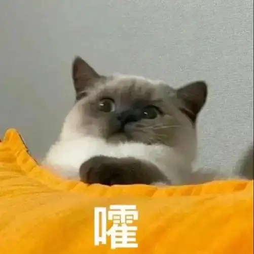 最近超火的猫咪表情包:煤球表情包合集