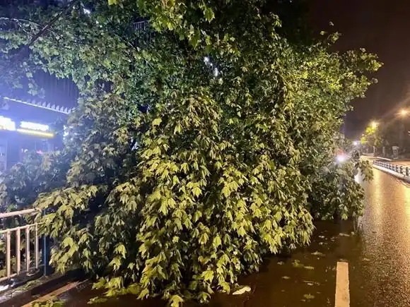 昨夜,你被大风吹醒没?