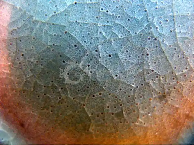 汝窑瓷器鉴赏要点,探秘传说!