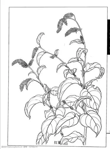 工笔画线描百花画谱图片