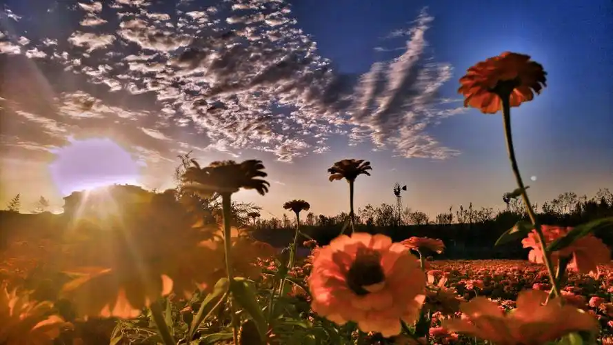 黄昏的花朵是那么绚丽多彩与天地的融合绽放了它的美