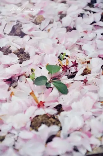 花瓣飘落时在风中悠扬飞舞的浪漫-橙子夏天