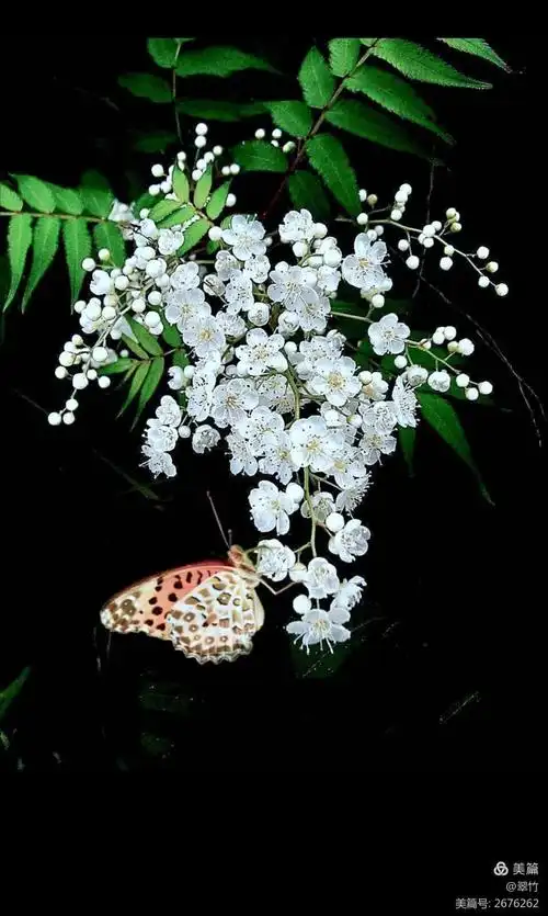 清爽淡雅珍珠梅