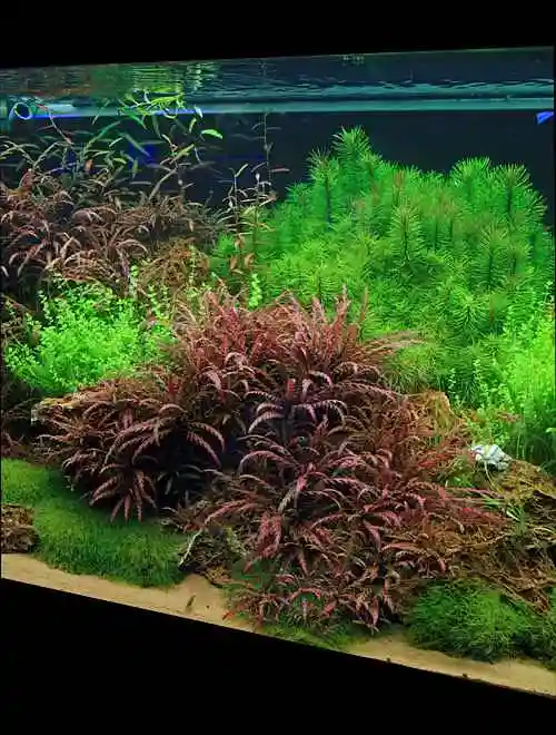 90cm火山岩荷兰景混搭草缸图片