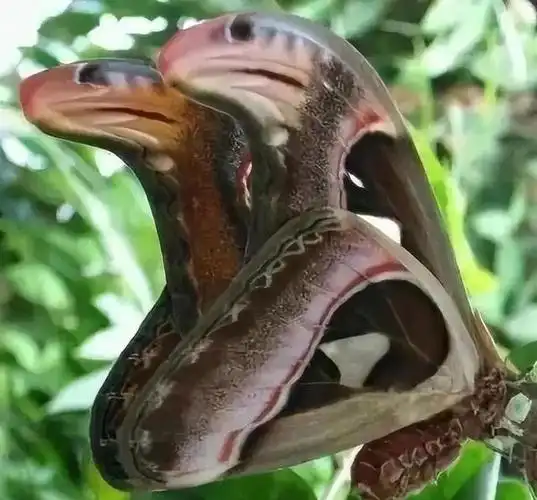 美国出现世界最大飞蛾,不但大样子也很吓人,实为我国"蛇头蛾"