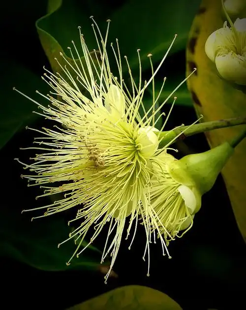 甜蜜的爱莲雾花——博慧咏花之十六