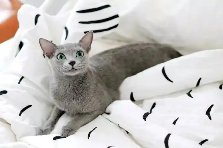 俄罗斯蓝猫多少钱一只天使脸蛋