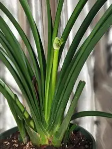 毛兰君子兰原生