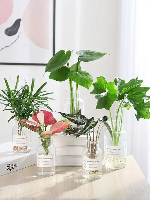 水养绿植室内水培花卉水养苗 绿萝发财树白掌盆栽桌面水培易成活