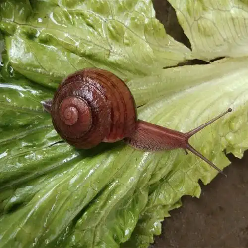 野生小蜗牛3只小罐天然野生白玉蜗牛活体宠物蜗牛明珠灰大号蜗牛家养