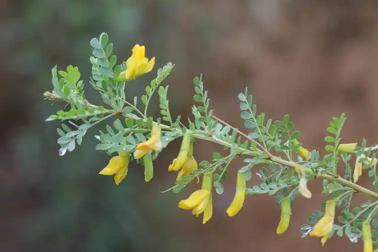 锦鸡儿花图片锦鸡儿图片锦鸡儿植物图片